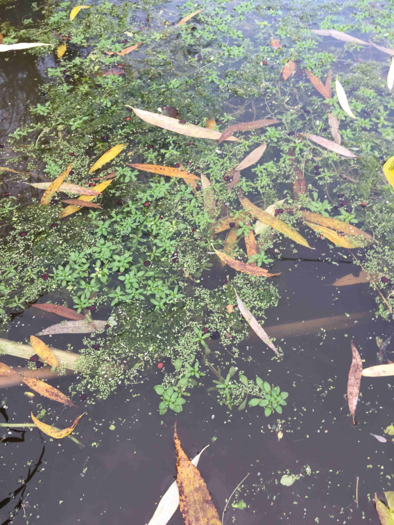 Water-starwort is abundant in the pond