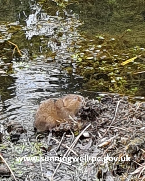 Sunningwell water vole enjoying his brunch.