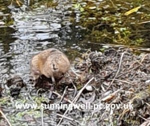 Read more about the article Water vole