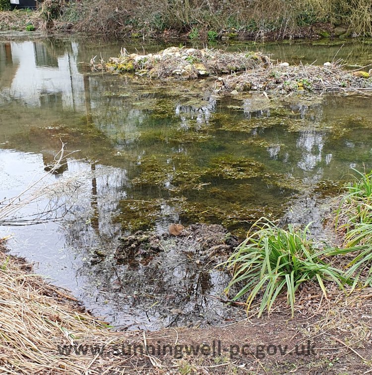 View across Sunningwell village pond showing water vole (lower centre)